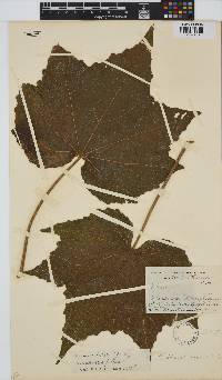 Hibiscus mutabilis image