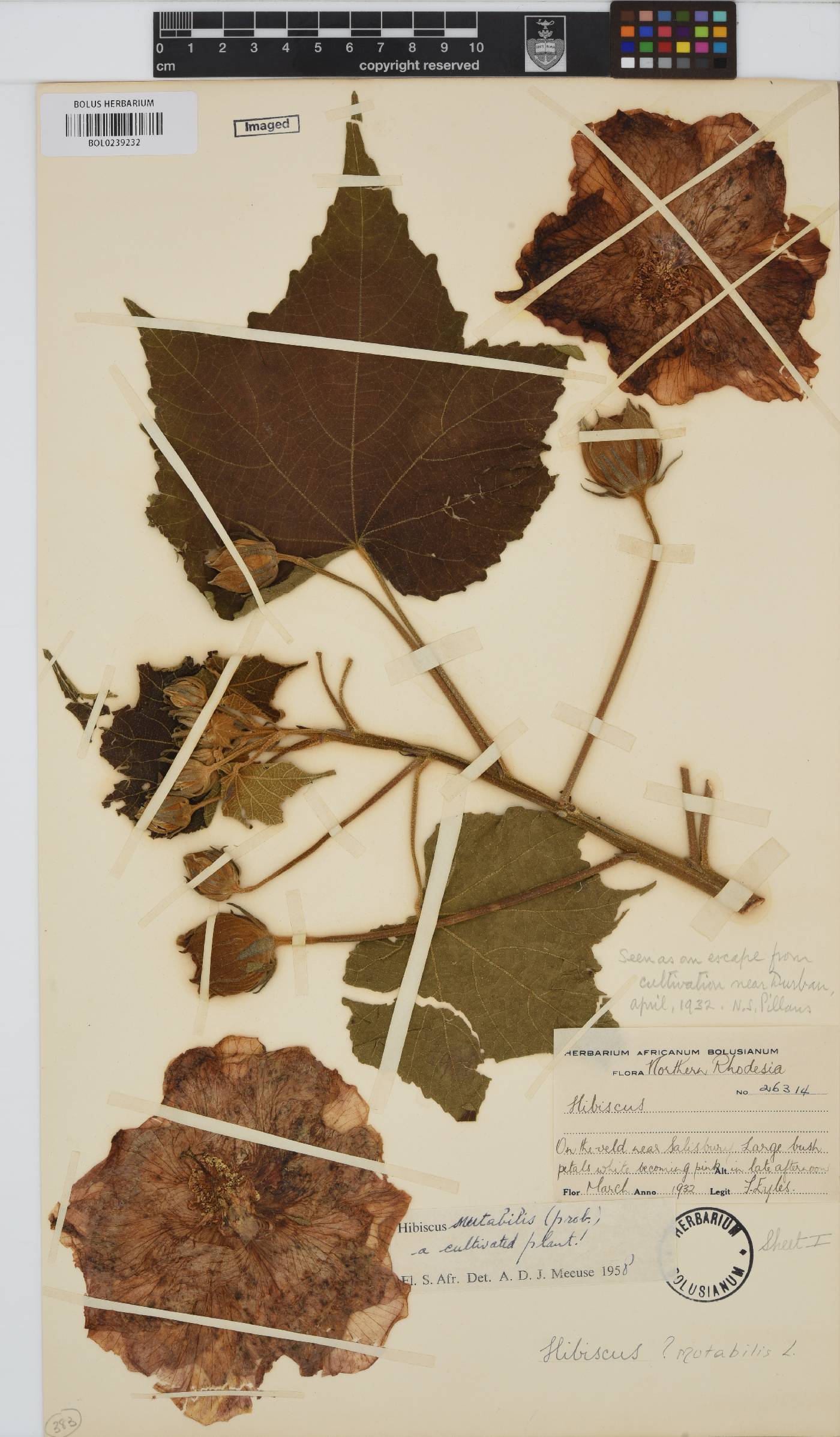 Hibiscus mutabilis image