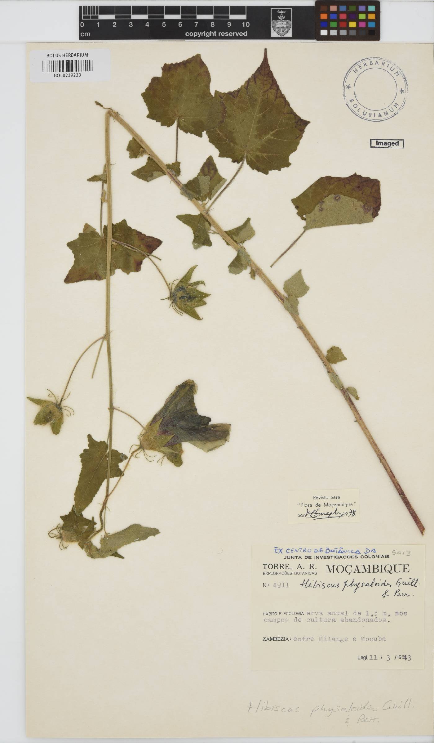 Hibiscus physaloides image