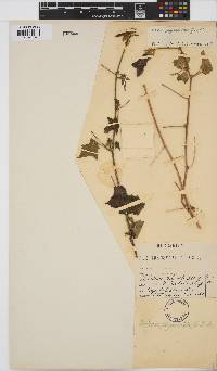 Hibiscus physaloides image