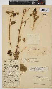 Hibiscus physaloides image