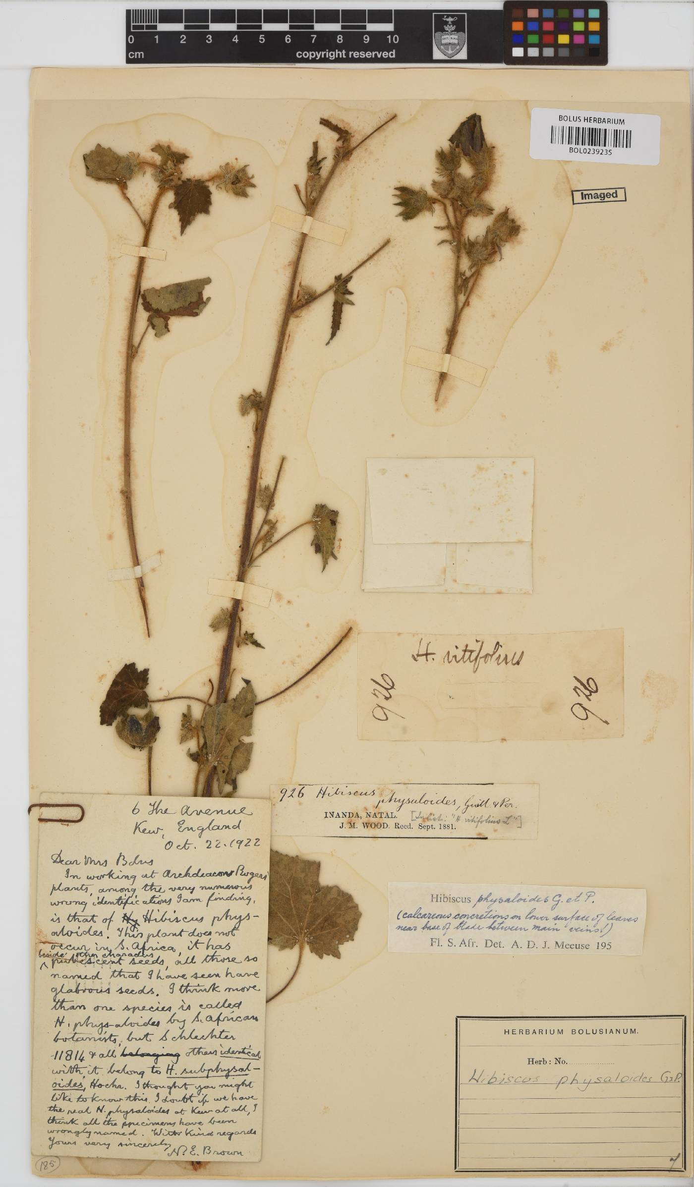 Hibiscus physaloides image