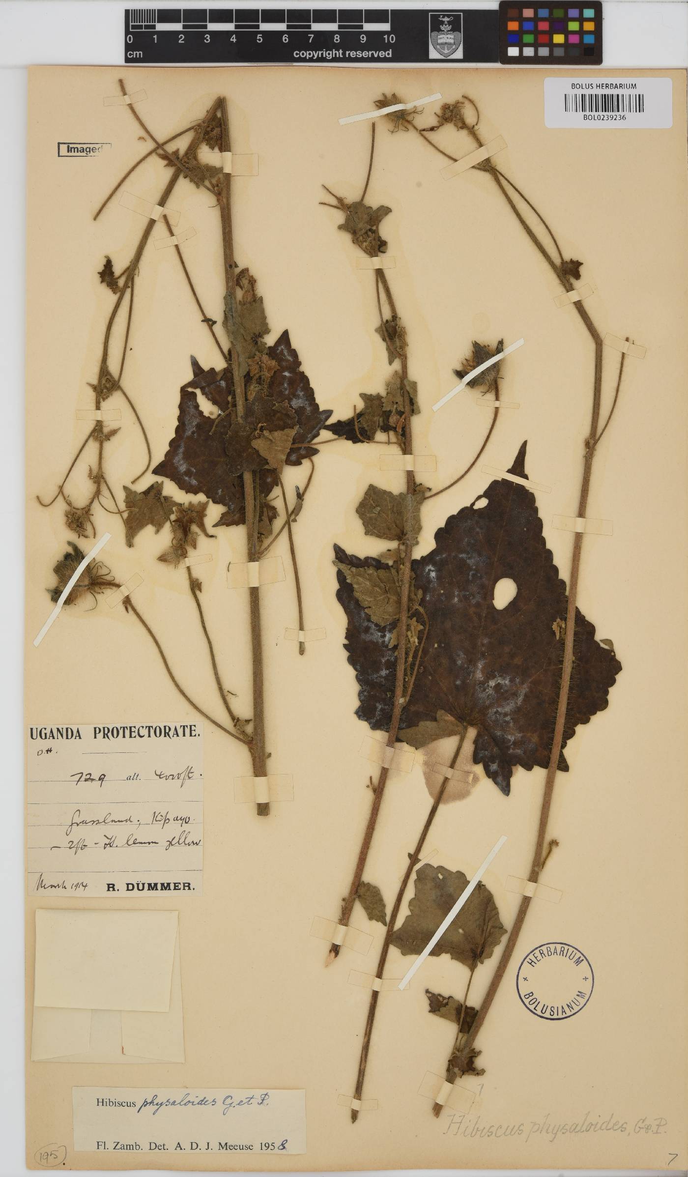 Hibiscus physaloides image