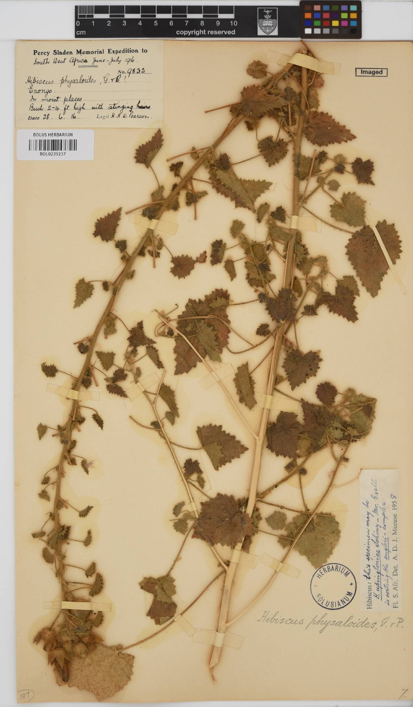 Hibiscus physaloides image