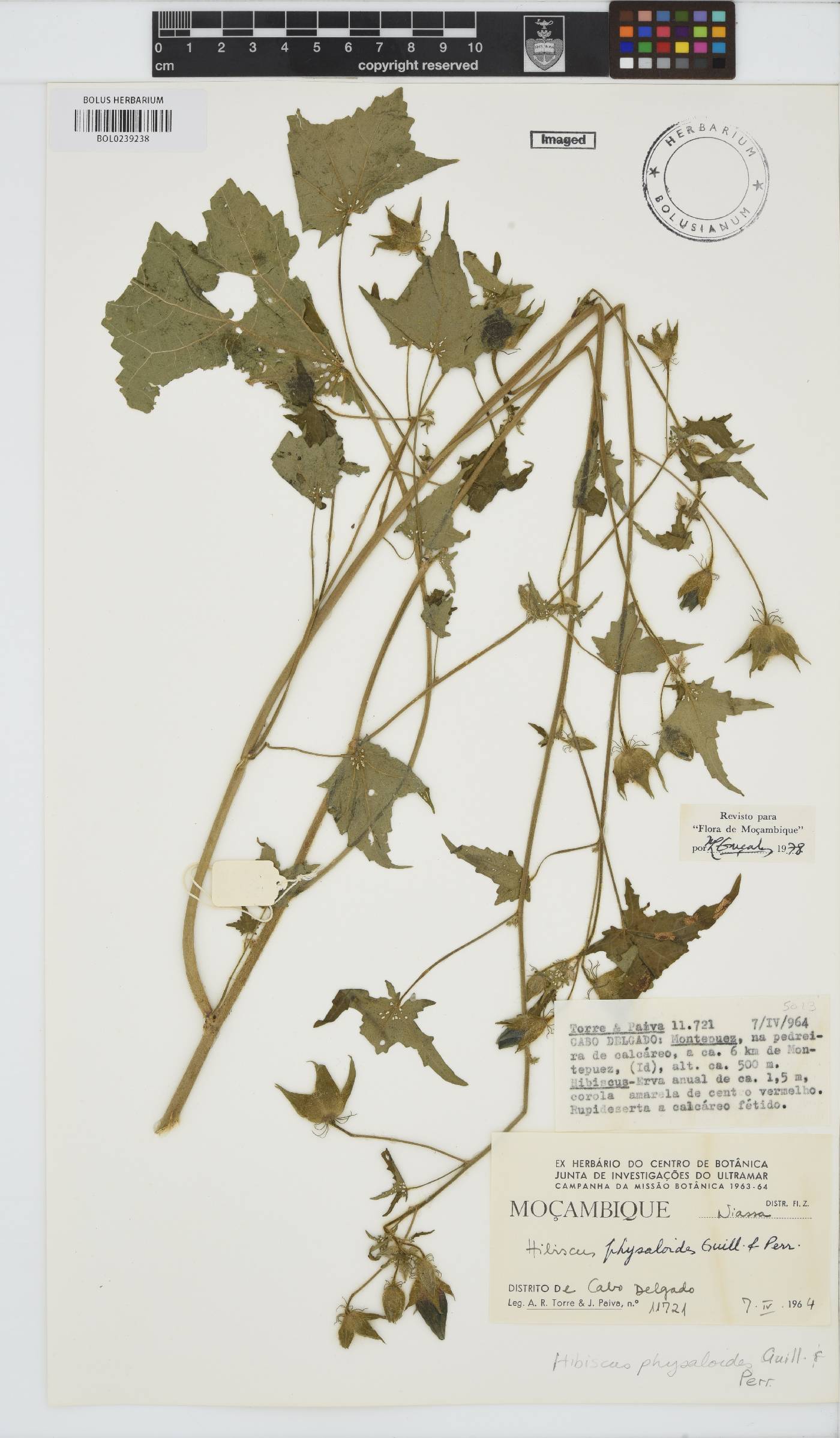 Hibiscus physaloides image