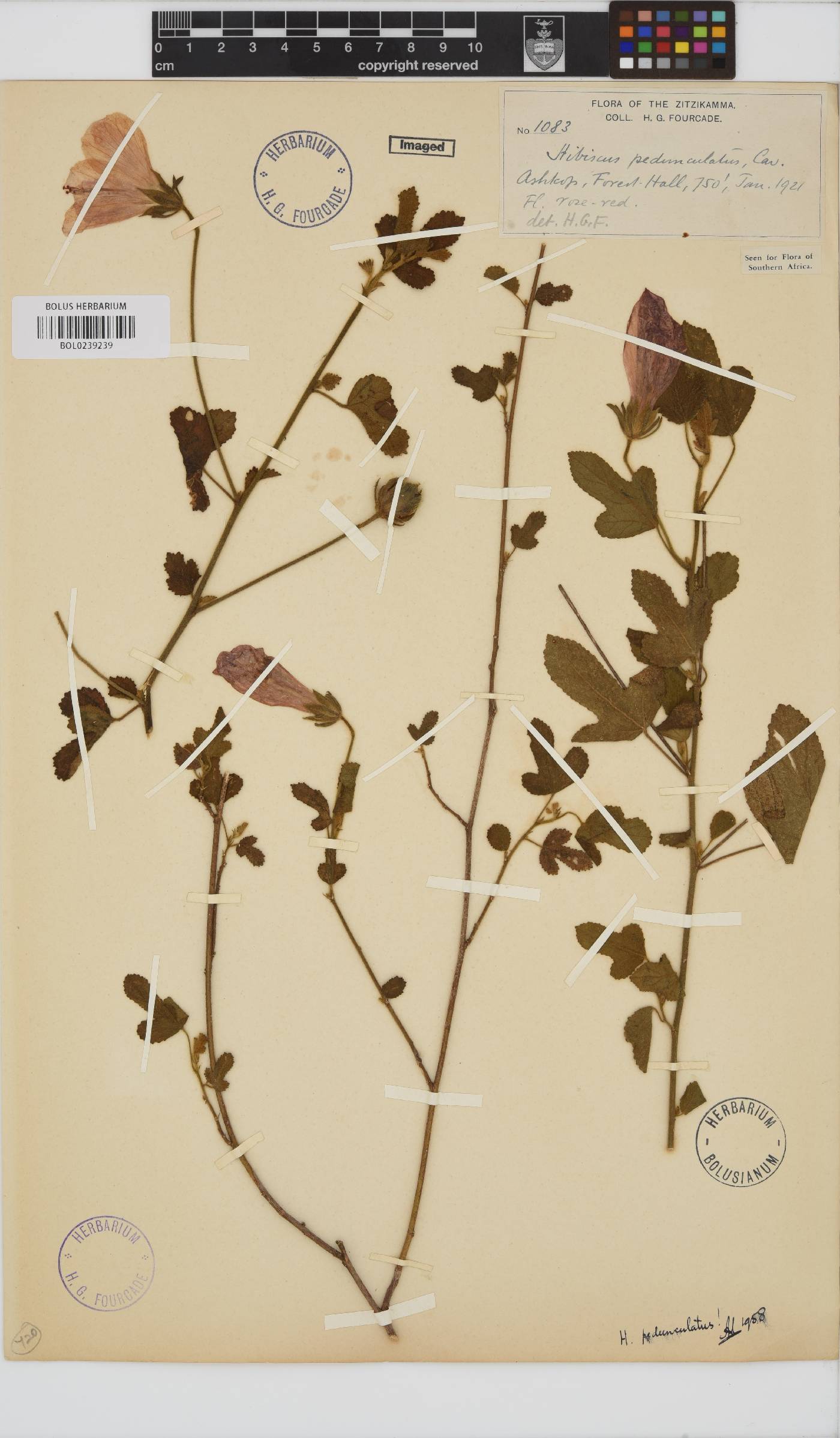 Hibiscus pedunculatus image