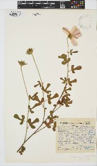 Hibiscus pedunculatus image