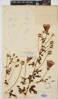Hibiscus pedunculatus image