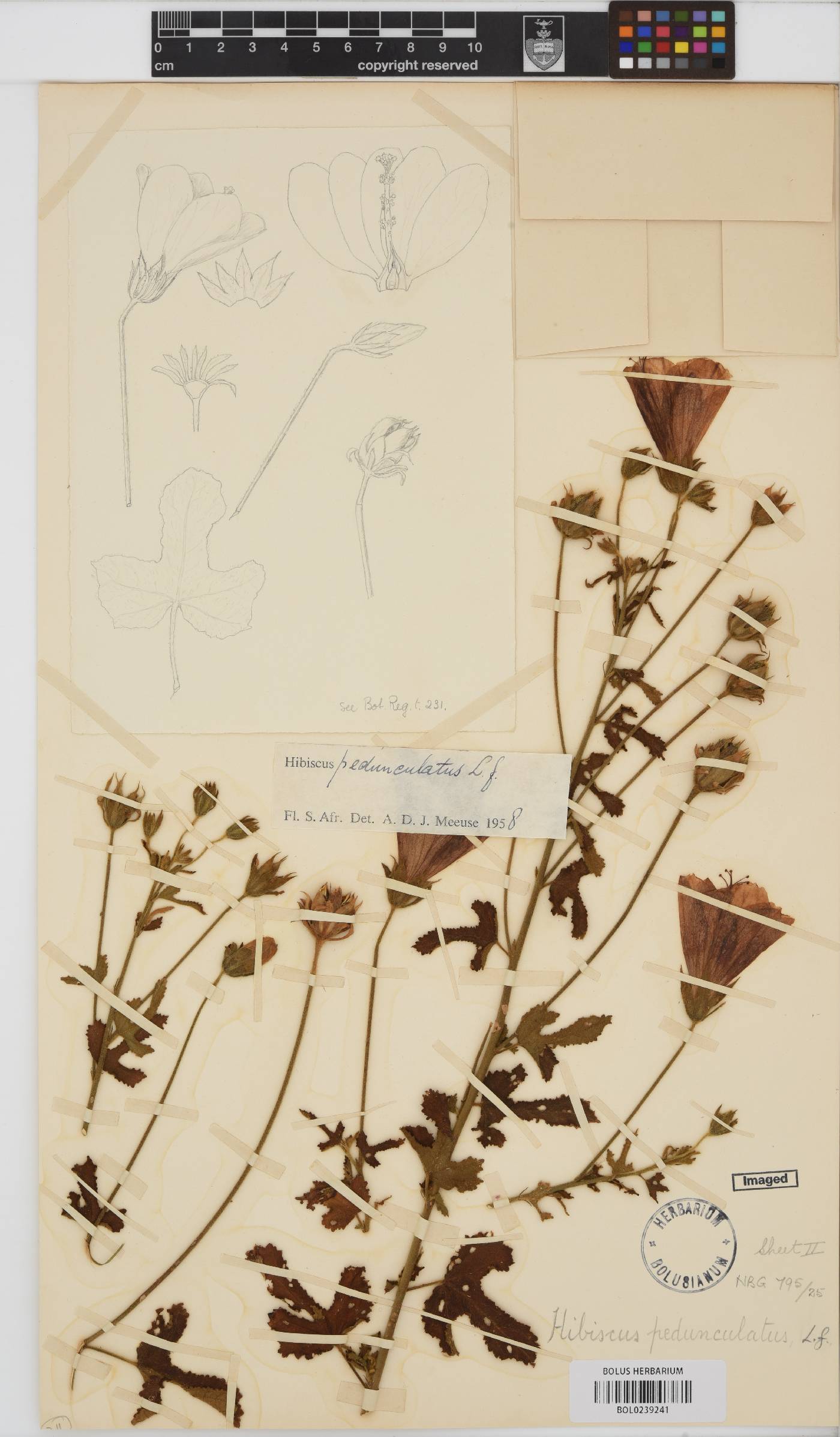 Hibiscus pedunculatus image