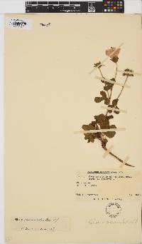 Hibiscus pedunculatus image
