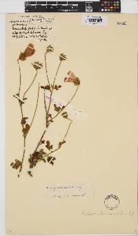 Hibiscus pedunculatus image