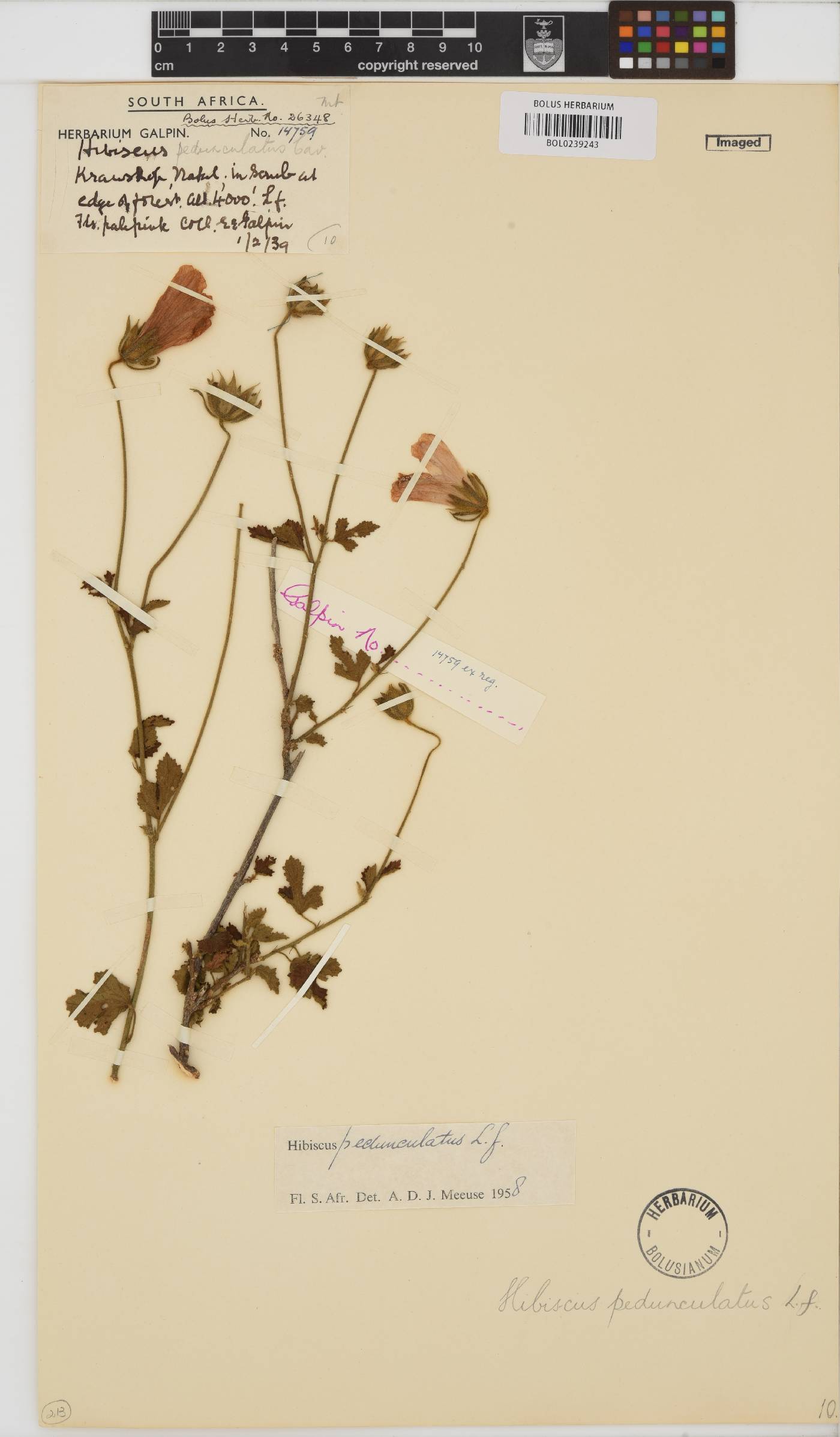 Hibiscus pedunculatus image