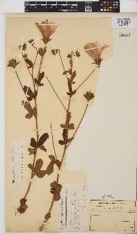 Hibiscus pedunculatus image