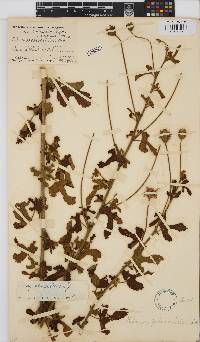 Hibiscus pedunculatus image