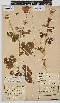 Hibiscus pedunculatus image