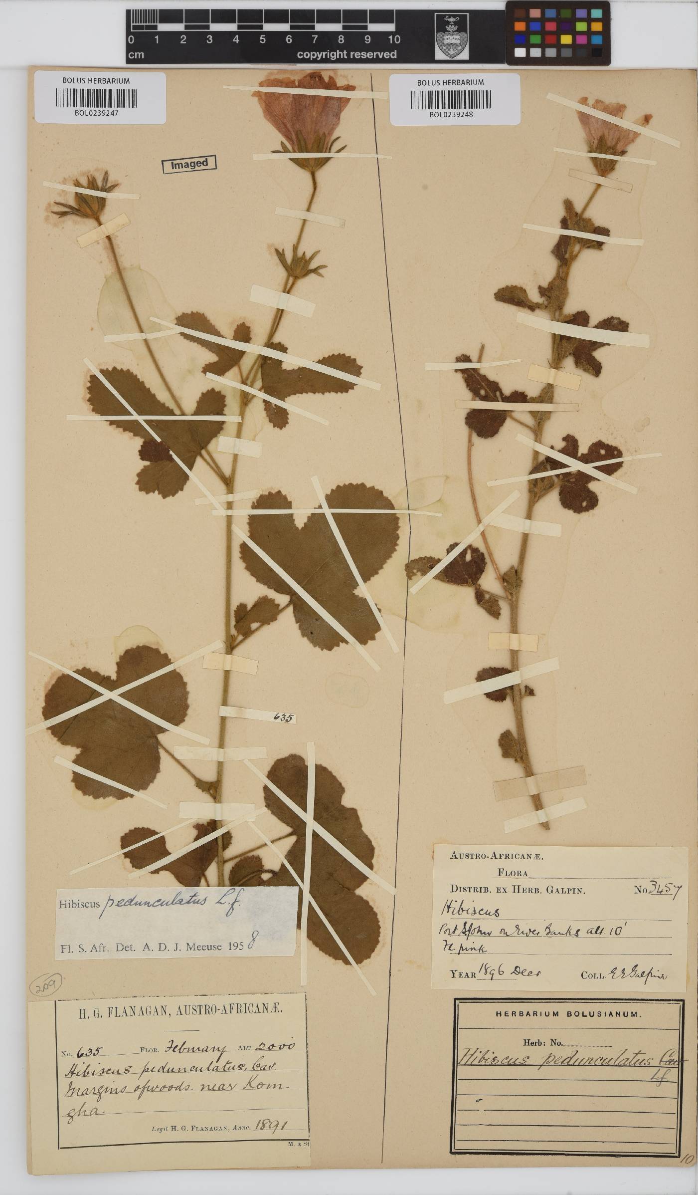 Hibiscus pedunculatus image