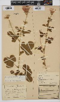 Hibiscus pedunculatus image