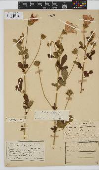 Hibiscus pedunculatus image