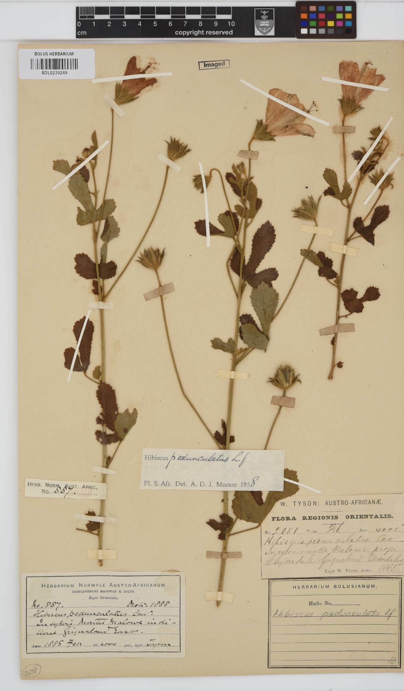 Hibiscus pedunculatus image