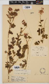 Hibiscus pedunculatus image