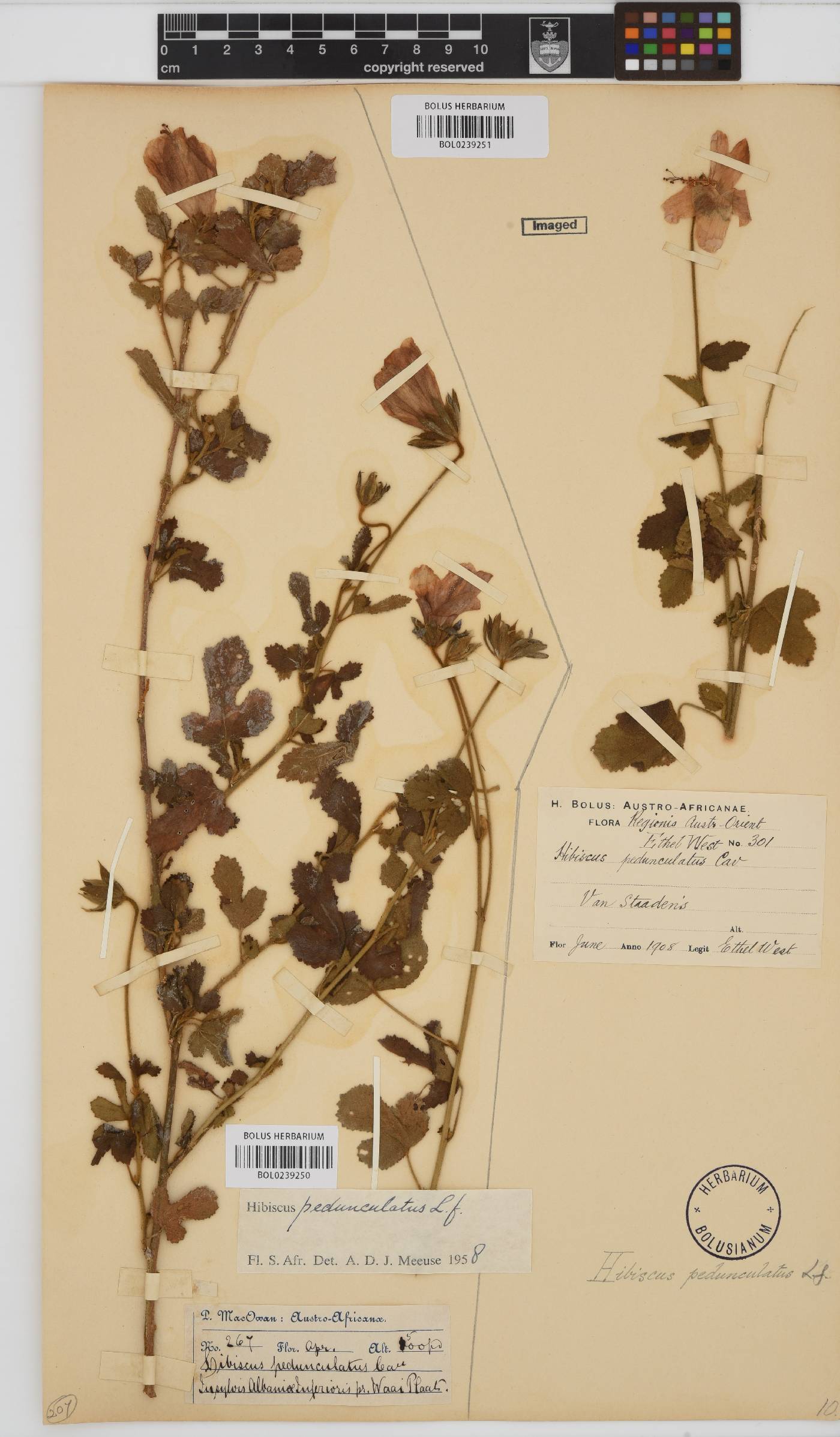 Hibiscus pedunculatus image