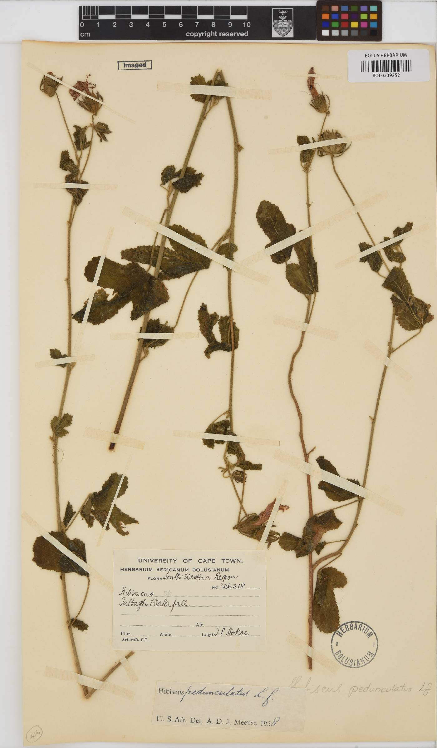 Hibiscus pedunculatus image