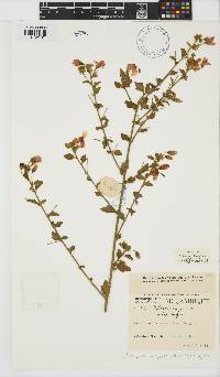 Hibiscus meyeri image