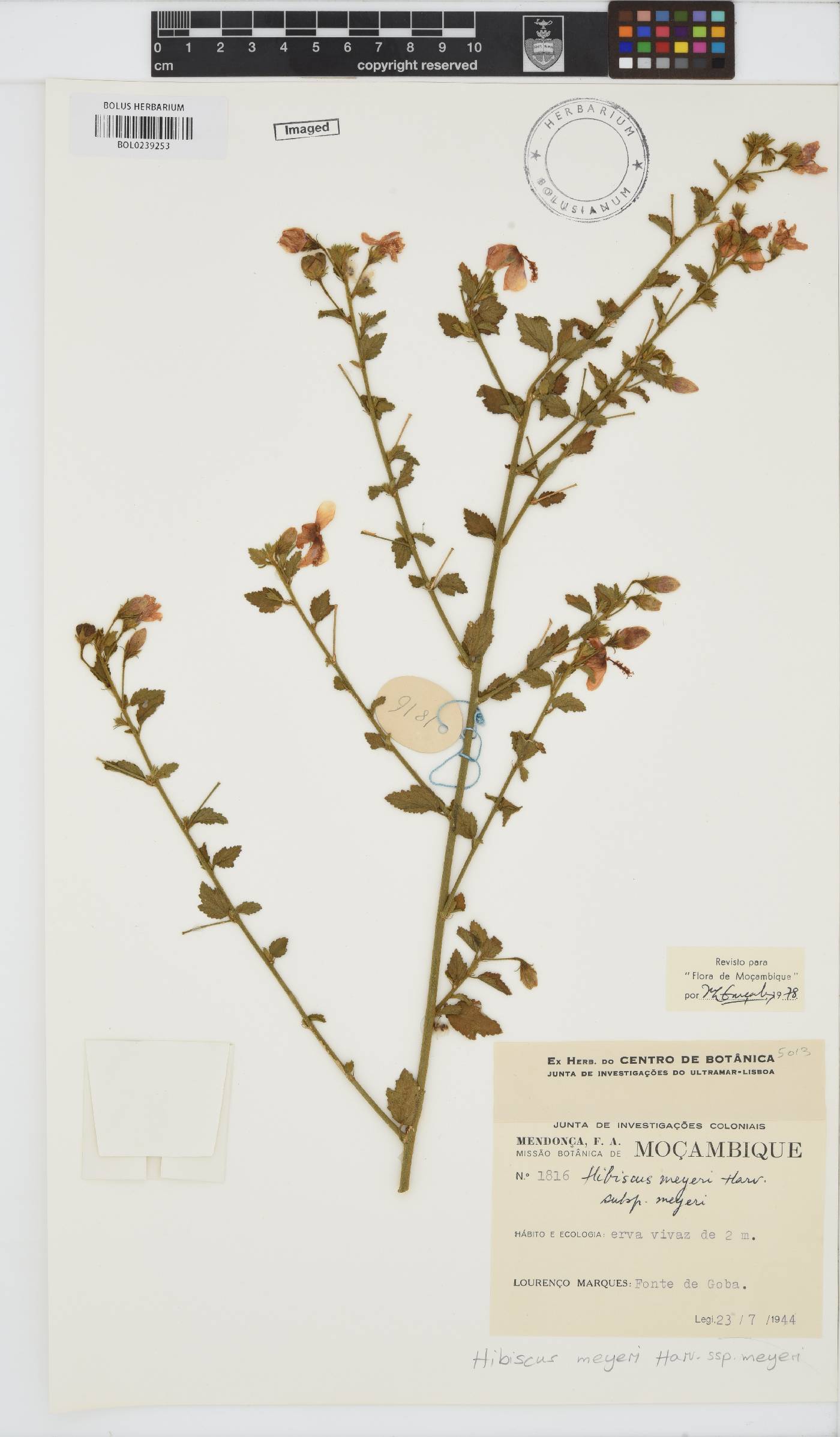 Hibiscus meyeri subsp. meyeri image