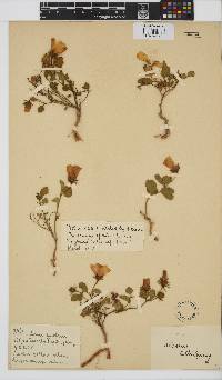 Hibiscus aethiopicus var. aethiopicus image