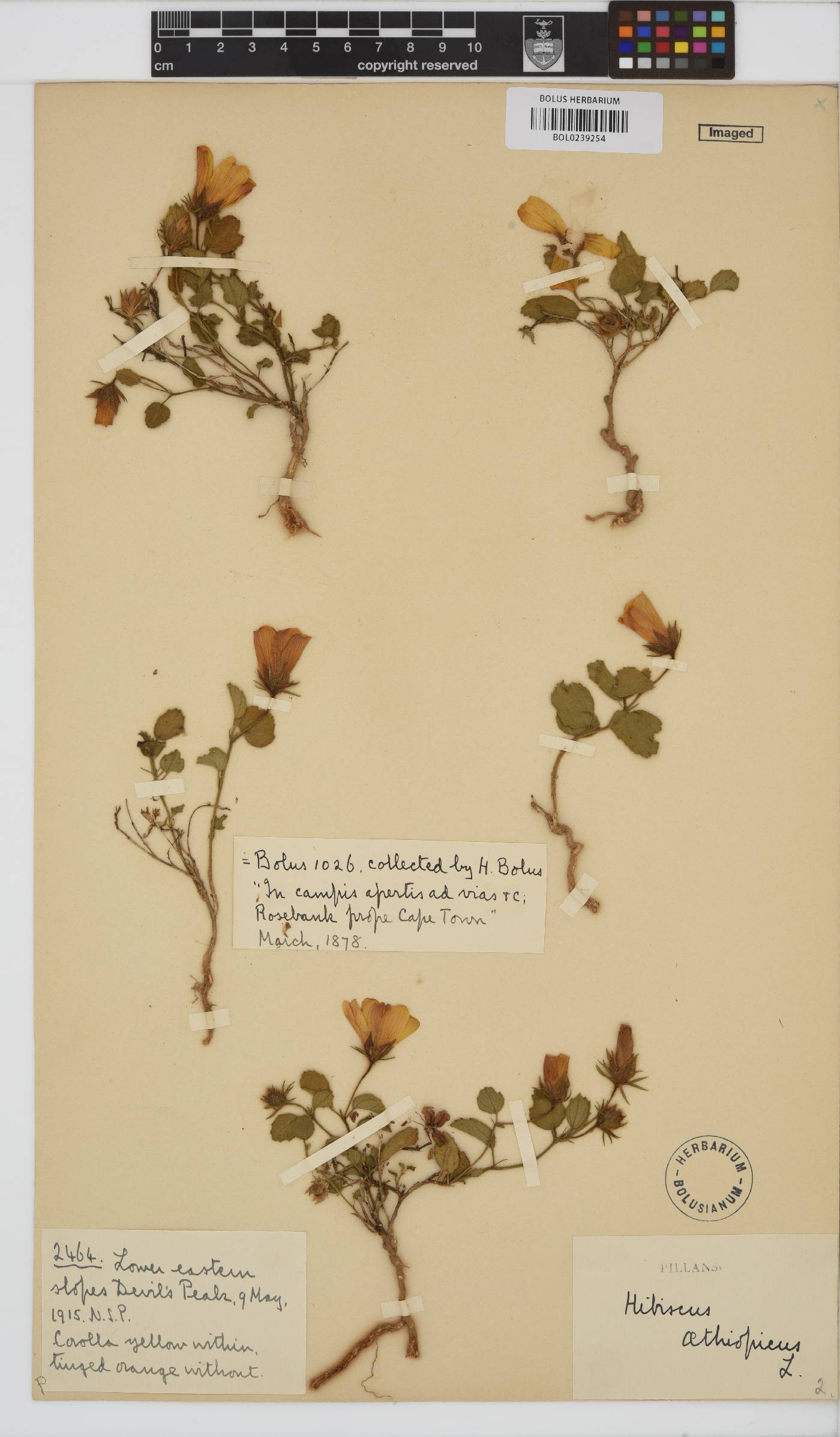 Hibiscus aethiopicus var. aethiopicus image