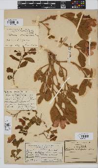Hibiscus aethiopicus image