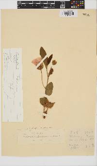 Hibiscus aethiopicus var. ovatus image
