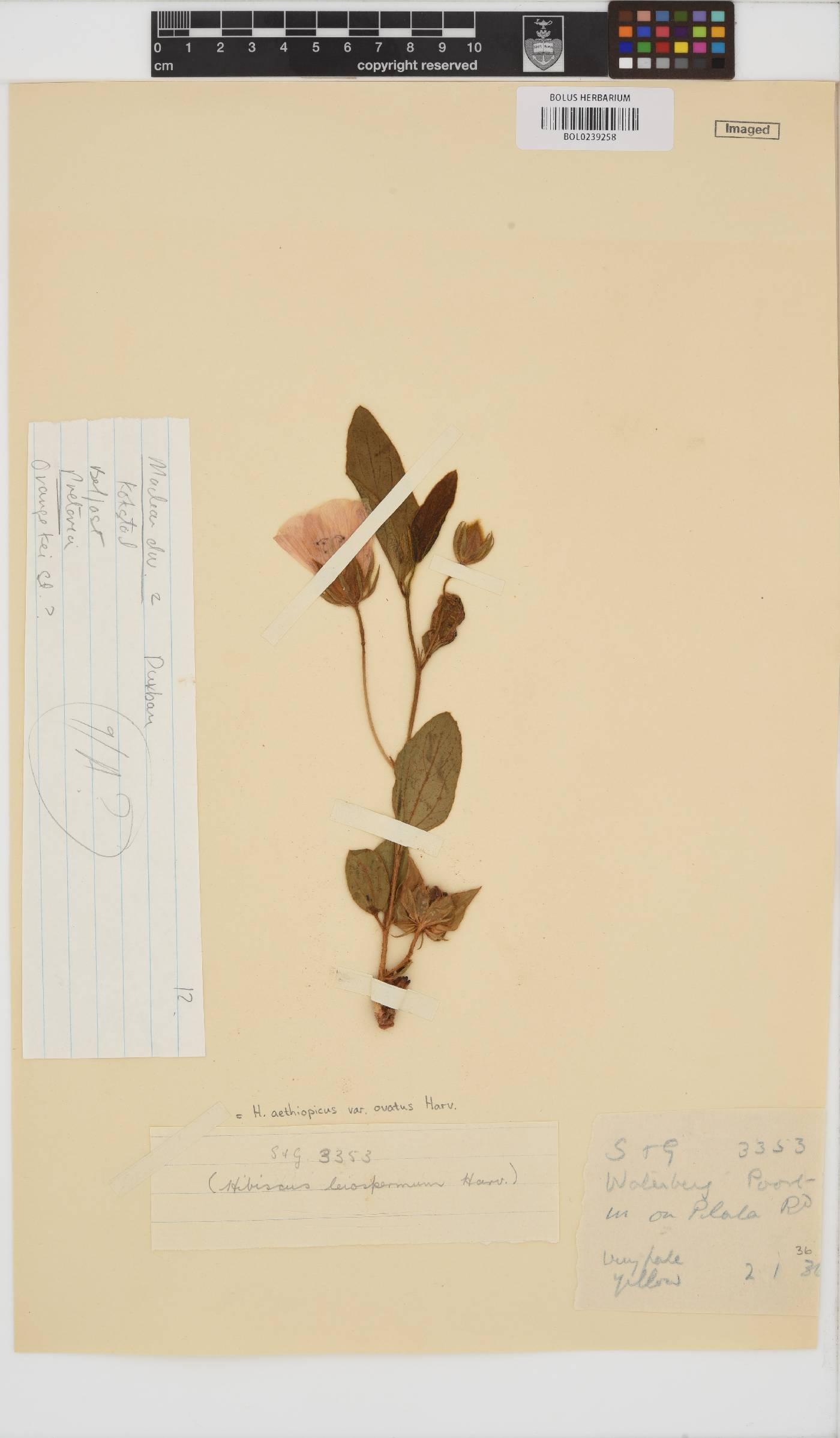 Hibiscus aethiopicus var. ovatus image