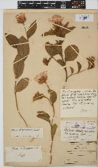 Hibiscus aethiopicus var. ovatus image