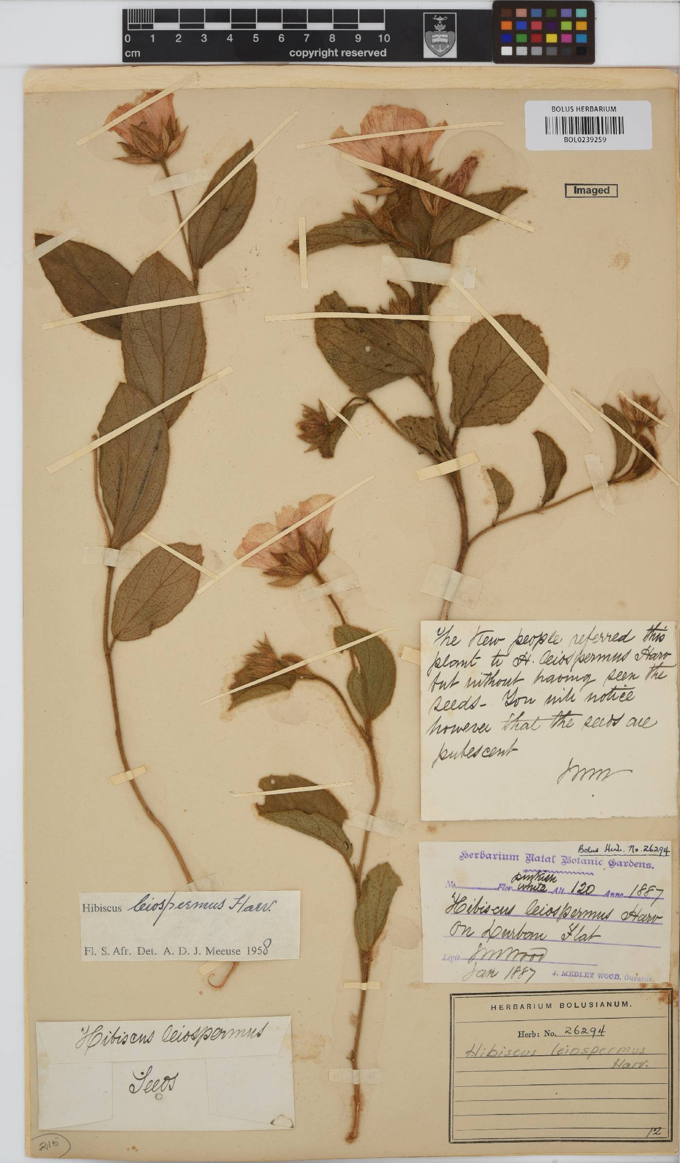 Hibiscus aethiopicus var. ovatus image