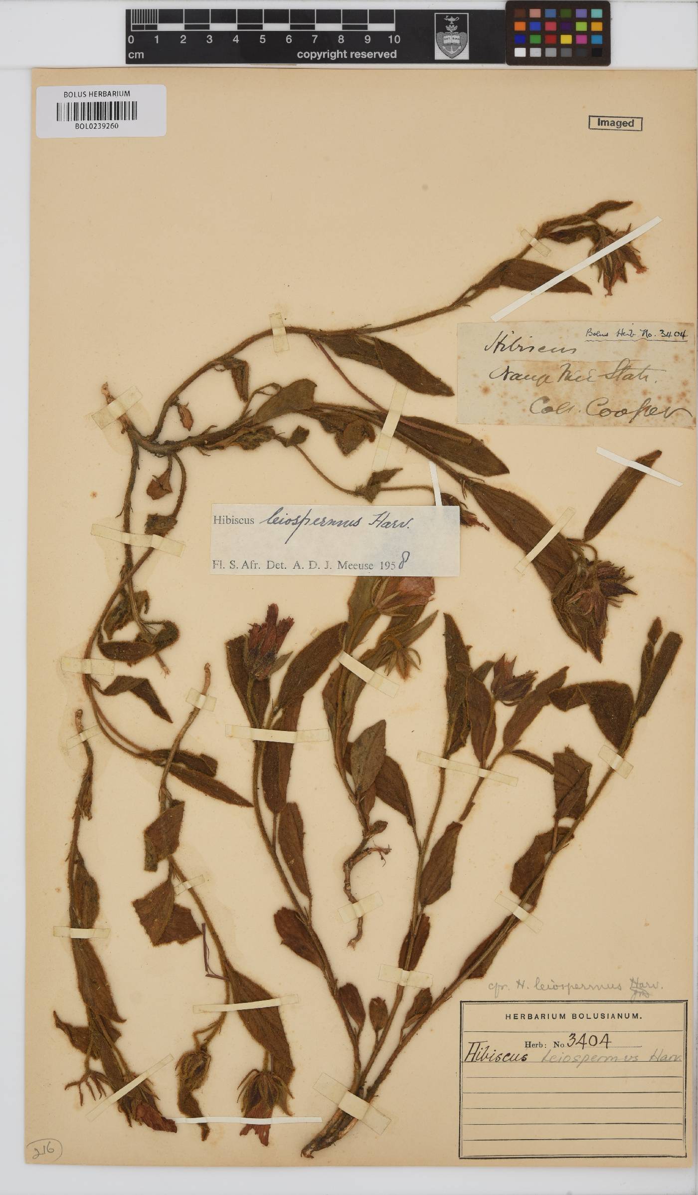 Hibiscus aethiopicus image