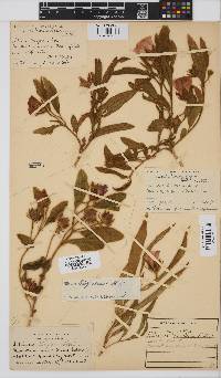 Hibiscus aethiopicus image