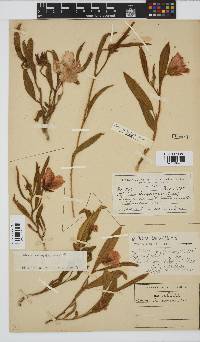 Hibiscus aethiopicus var. ovatus image