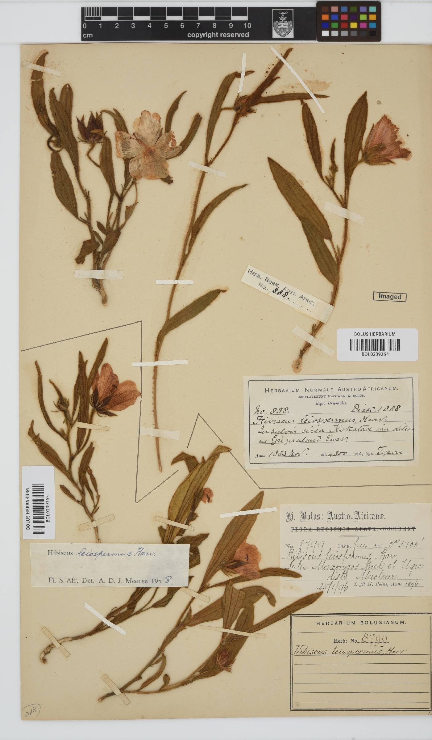 Hibiscus aethiopicus image