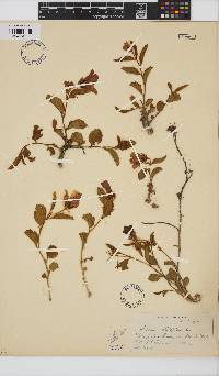 Hibiscus aethiopicus image