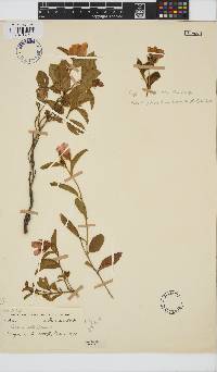 Hibiscus aethiopicus image