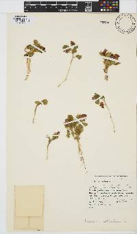 Hibiscus aethiopicus var. aethiopicus image