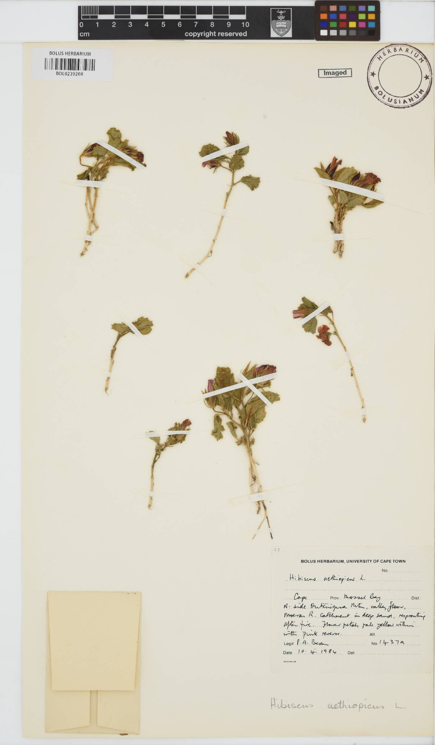 Hibiscus aethiopicus var. aethiopicus image