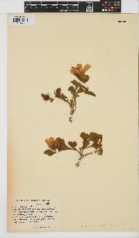 Hibiscus aethiopicus image