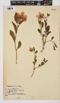 Hibiscus aethiopicus image
