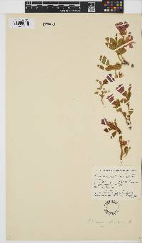 Hibiscus aethiopicus image