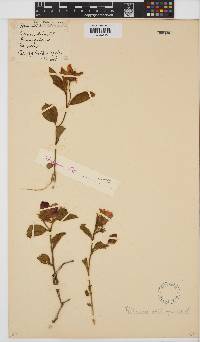 Hibiscus aethiopicus image
