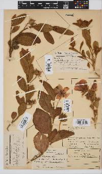 Hibiscus aethiopicus image