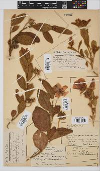 Hibiscus aethiopicus image