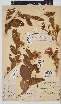 Hibiscus aethiopicus image